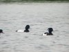 Scaup at Paglesham Lagoon (Steve Arlow) (68516 bytes) Scaup at Paglesham Lagoon (Steve Arlow) (68516 bytes)
